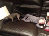 Having a snooze on the sofa with his "cousin" Teddy, Louisa's pug.