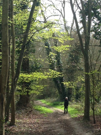 The first new leaves of summer in Abbey Wood, 2016